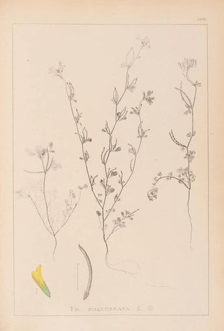 Louis Antoine Cusin - Herbier de la flore franaise Pl0298.webp