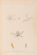 Herbier de la flore française Pl0299 - Louis Antoine Cusin — vy av konstverket