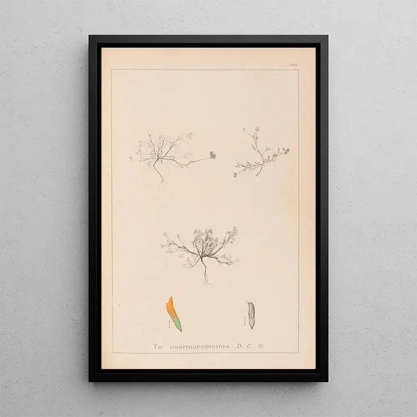 Louis Antoine Cusin - Herbier de la flore franaise Pl0299.webp