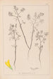 Herbier de la flore française Pl0300 - Louis Antoine Cusin — vy av konstverket