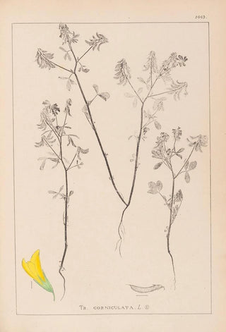 Louis Antoine Cusin - Herbier de la flore franaise Pl0300.webp