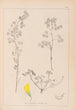 Herbier de la flore française Pl0301 - Louis Antoine Cusin — vy av konstverket