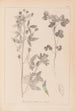 Herbier de la flore française Pl0302 - Louis Antoine Cusin — vy av konstverket