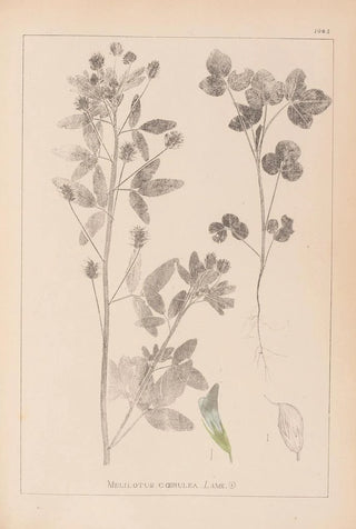 Louis Antoine Cusin - Herbier de la flore franaise Pl0302.webp