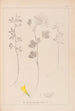 Herbier de la flore française Pl0303 - Louis Antoine Cusin — vy av konstverket