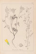 Herbier de la flore française Pl0304 - Louis Antoine Cusin — vy av konstverket