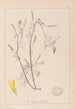 Herbier de la flore française Pl0305 - Louis Antoine Cusin — vy av konstverket