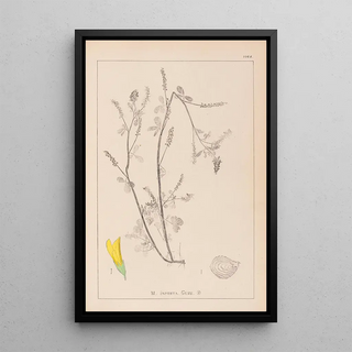 Louis Antoine Cusin - Herbier de la flore franaise Pl0305.webp