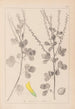Herbier de la flore française Pl0306 - Louis Antoine Cusin — vy av konstverket