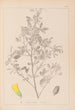 Herbier de la flore française Pl0307 - Louis Antoine Cusin — vy av konstverket
