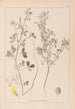 Herbier de la flore française Pl0308 - Louis Antoine Cusin — vy av konstverket