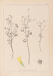 Herbier de la flore française Pl0309 - Louis Antoine Cusin — vy av konstverket