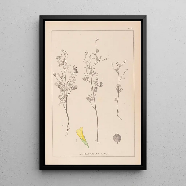 Louis Antoine Cusin - Herbier de la flore franaise Pl0309.webp
