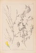 Herbier de la flore française Pl0310 - Louis Antoine Cusin — vy av konstverket