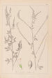 Herbier de la flore française Pl0311 - Louis Antoine Cusin — vy av konstverket