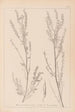 Herbier de la flore française Pl0312 - Louis Antoine Cusin — vy av konstverket