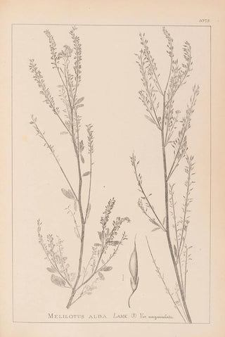Louis Antoine Cusin - Herbier de la flore franaise Pl0312.webp