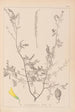Herbier de la flore française Pl0313 - Louis Antoine Cusin — vy av konstverket
