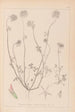 Herbier de la flore française Pl0314 - Louis Antoine Cusin — vy av konstverket