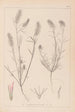 Herbier de la flore française Pl0315 - Louis Antoine Cusin — vy av konstverket