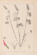 Herbier de la flore française Pl0316 - Louis Antoine Cusin — vy av konstverket