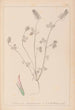 Herbier de la flore française Pl0317 - Louis Antoine Cusin — vy av konstverket