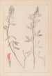 Herbier de la flore française Pl0318 - Louis Antoine Cusin — vy av konstverket
