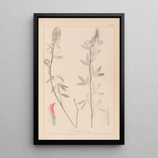 Louis Antoine Cusin - Herbier de la flore franaise Pl0318.webp