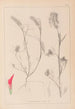 Herbier de la flore française Pl0319 - Louis Antoine Cusin — vy av konstverket