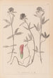 Herbier de la flore française Pl0320 - Louis Antoine Cusin — vy av konstverket