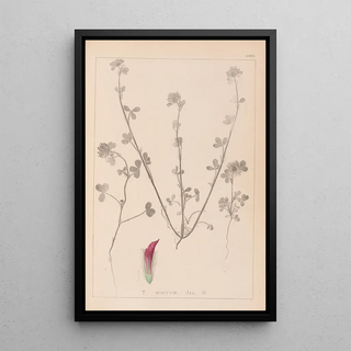 Louis Antoine Cusin - Herbier de la flore franaise Pl0321.webp