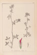 Herbier de la flore française Pl0322 - Louis Antoine Cusin — vy av konstverket