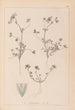 Herbier de la flore française Pl0323 - Louis Antoine Cusin — vy av konstverket