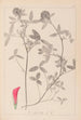 Herbier de la flore française Pl0324 - Louis Antoine Cusin — vy av konstverket