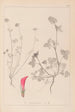 Herbier de la flore française Pl0325 - Louis Antoine Cusin — vy av konstverket