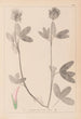 Herbier de la flore française Pl0326 - Louis Antoine Cusin — vy av konstverket