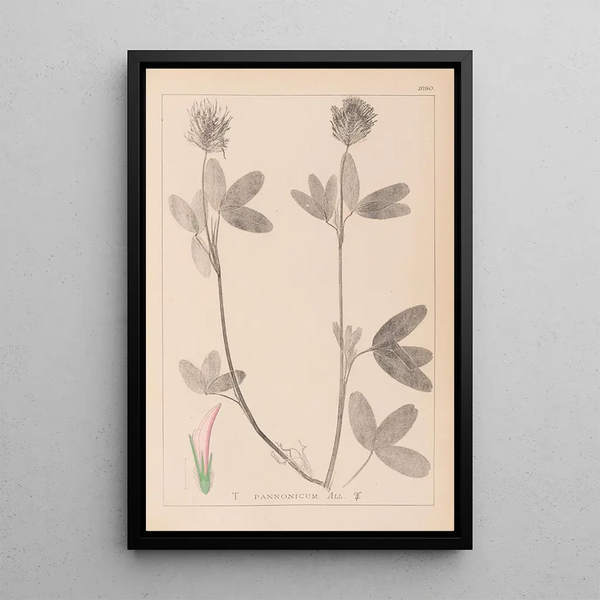 Louis Antoine Cusin - Herbier de la flore franaise Pl0326.webp