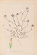 Herbier de la flore française Pl0327 - Louis Antoine Cusin — vy av konstverket