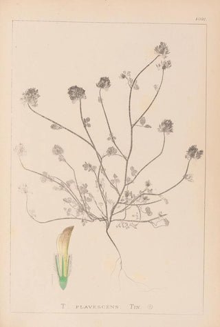 Louis Antoine Cusin - Herbier de la flore franaise Pl0327.webp