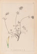 Herbier de la flore française Pl0328 - Louis Antoine Cusin — vy av konstverket
