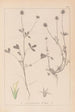 Herbier de la flore française Pl0329 - Louis Antoine Cusin — vy av konstverket