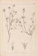 Herbier de la flore française Pl0330 - Louis Antoine Cusin — vy av konstverket