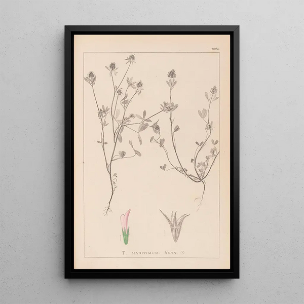 Louis Antoine Cusin - Herbier de la flore franaise Pl0330.webp