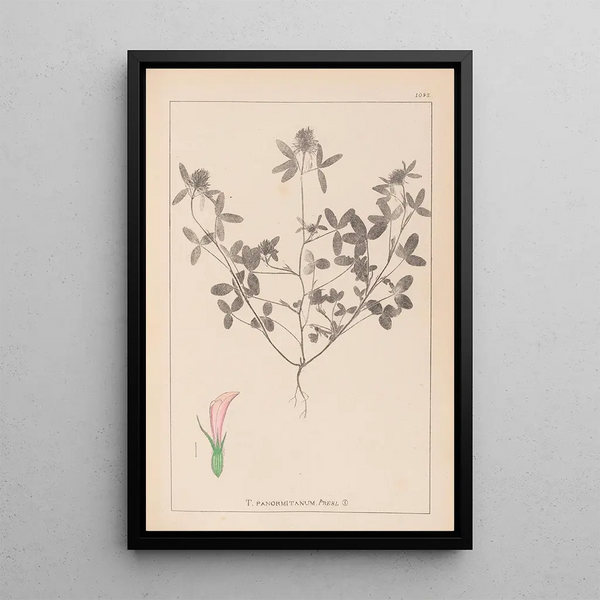 Louis Antoine Cusin - Herbier de la flore franaise Pl0331.webp
