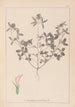 Herbier de la flore française Pl0331 - Louis Antoine Cusin — vy av konstverket