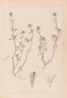 Herbier de la flore française Pl0332 - Louis Antoine Cusin — vy av konstverket