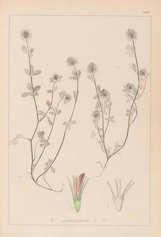Louis Antoine Cusin - Herbier de la flore franaise Pl0332.webp