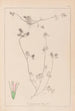 Herbier de la flore française Pl0333 - Louis Antoine Cusin — vy av konstverket