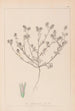 Herbier de la flore française Pl0334 - Louis Antoine Cusin — vy av konstverket