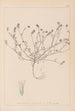 Herbier de la flore française Pl0335 - Louis Antoine Cusin — vy av konstverket